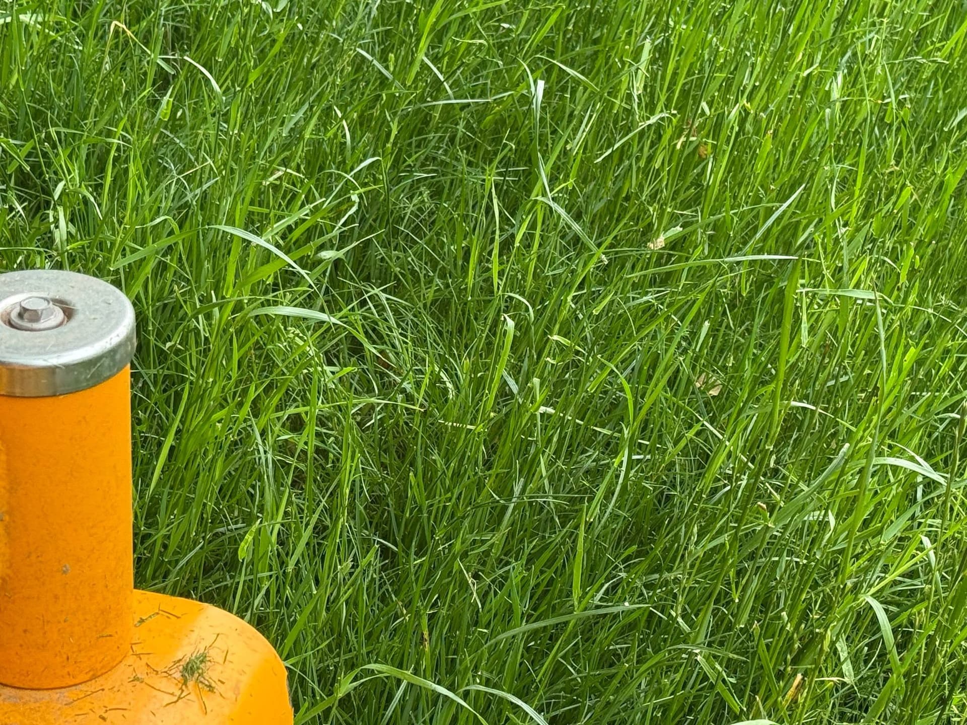 Seasonal Cleanup