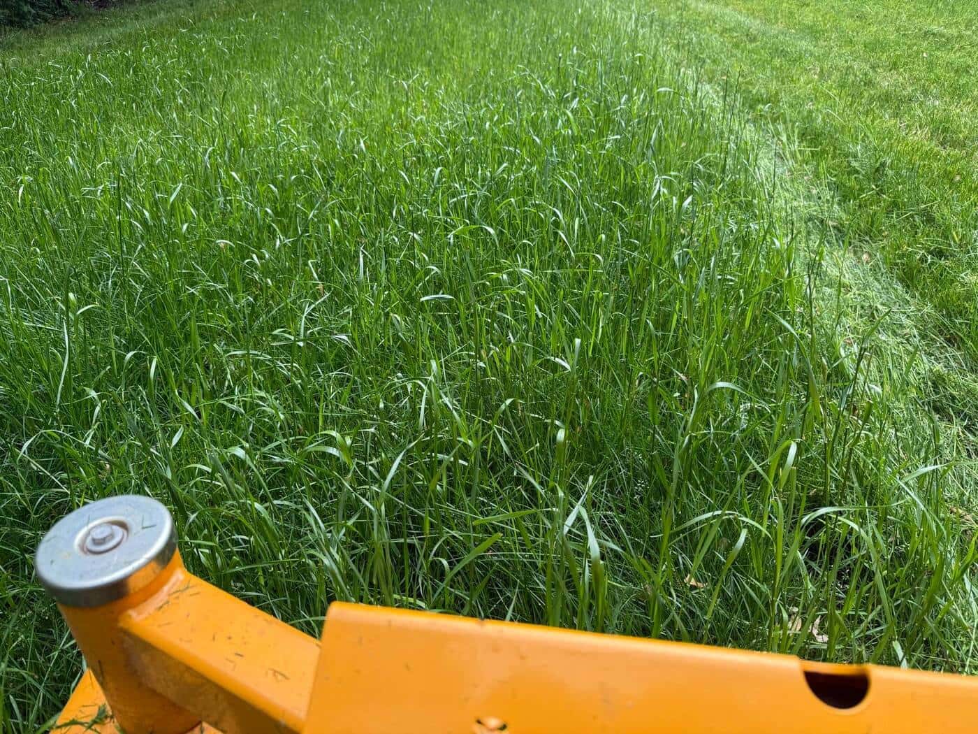 Commercial Landscaping