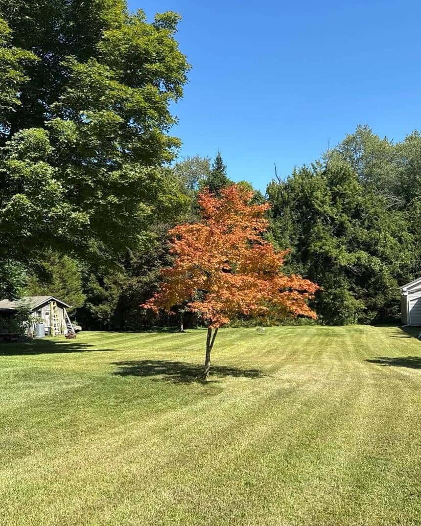 Seasonal Cleanups