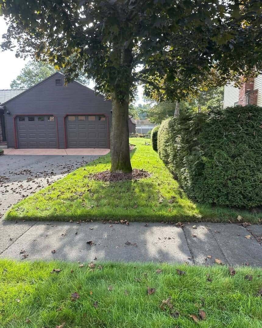 Tree & Shrub Care